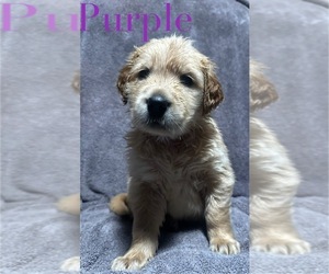 Golden Retriever Litter for sale in PORTSMOUTH, OH, USA