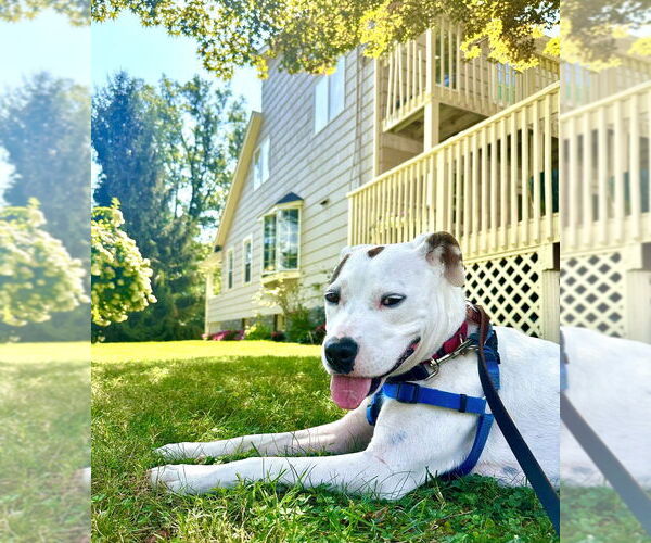 Medium Photo #4 Mutt Puppy For Sale in Elmsford, NY, USA