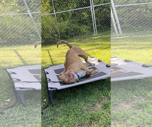 Medium Photo #5 American Pit Bull Terrier-Unknown Mix Puppy For Sale in Lockport, NY, USA