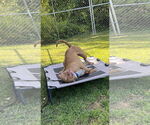 Small #4 American Pit Bull Terrier Mix