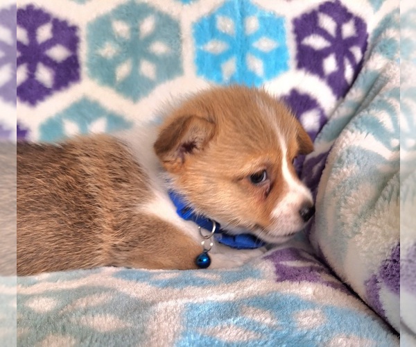 Medium Photo #8 Pembroke Welsh Corgi Puppy For Sale in ARROYO GRANDE, CA, USA