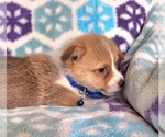 Small #7 Pembroke Welsh Corgi