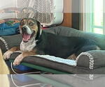 Small #7 Mountain Cur Mix