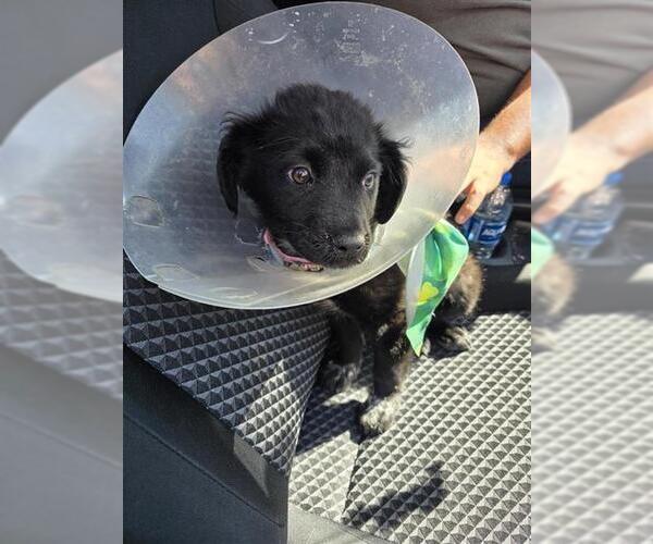 Medium Photo #1 American Staffordshire Terrier-Labrador Retriever Mix Puppy For Sale in San Antonio, TX, USA