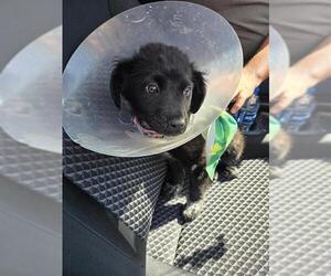 American Staffordshire Terrier-Labrador Retriever Mix Dogs for adoption in San Antonio, TX, USA