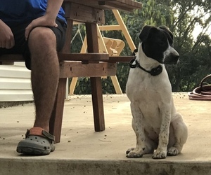 Mutt Dog for Adoption in DIXON, Kentucky USA
