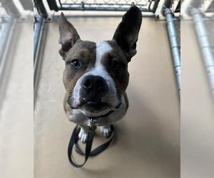 Bullboxer Pit Dogs for adoption in Chula Vista, CA, USA