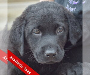 Mutt Dogs for adoption in Huntley, IL, USA