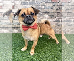 Pug Dogs for adoption in Corona, CA, USA