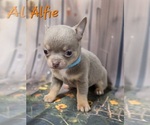 Small #4 Chihuahua