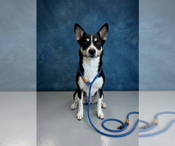 Medium Photo #1 Siberian Husky Puppy For Sale in Peoria, IL, USA