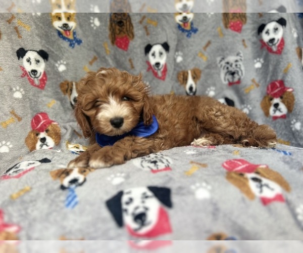 Medium Photo #8 Cavapoo Puppy For Sale in LAKELAND, FL, USA