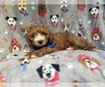 Small #7 Cavapoo