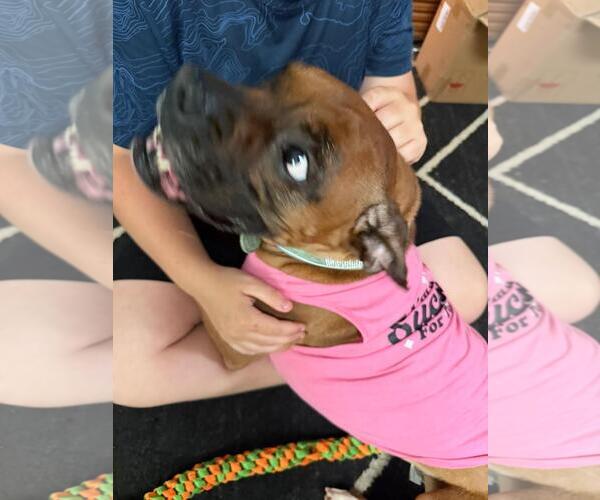 Medium Photo #5 Boxer Puppy For Sale in Rootstown, OH, USA