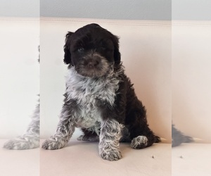 Medium Portuguese Water Dog