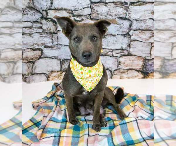 Medium Photo #2 Mutt Puppy For Sale in Kennesaw, GA, USA