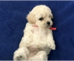 Small Photo #13 Poodle (Toy) Puppy For Sale in SAFFORD, AZ, USA
