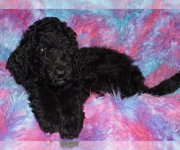 Medium Photo #6 Labradoodle Puppy For Sale in LA HABRA, CA, USA