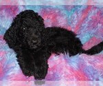 Small #5 Labradoodle