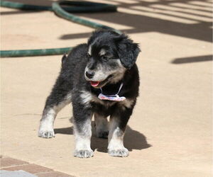 Golden Shepherd Dogs for adoption in San Diego, CA, USA