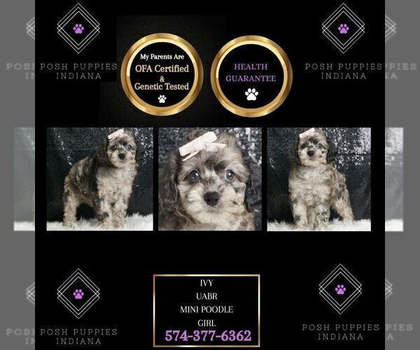 Medium Photo #1 Poodle (Toy) Puppy For Sale in WARSAW, IN, USA