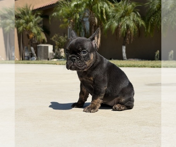 Medium Photo #6 French Bulldog Puppy For Sale in BLOOMINGTON, CA, USA