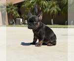 Small #5 French Bulldog
