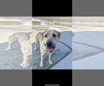 Small #2 Anatolian Shepherd Mix
