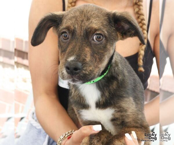 Medium Photo #3 Plott Hound-Unknown Mix Puppy For Sale in Washington, DC, USA