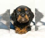 Puppy Rockie Cavalier King Charles Spaniel