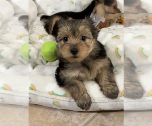 Yorkshire Terrier Puppy for sale in VALRICO, FL, USA