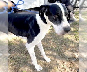 Great Dane Dogs for adoption in Houston, TX, USA