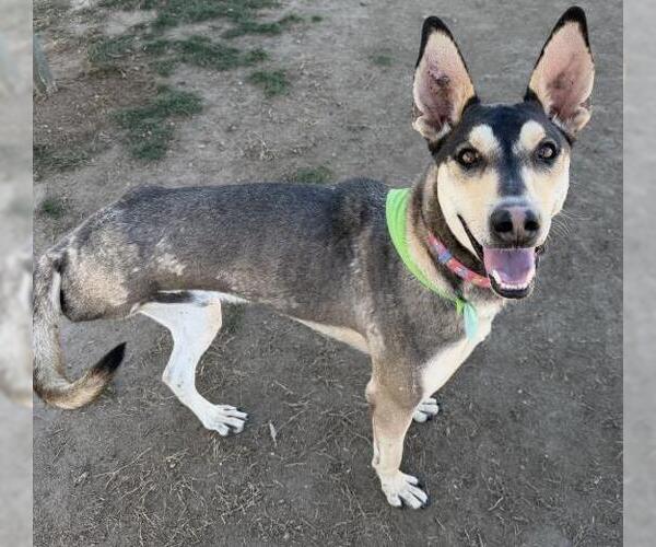 Medium Photo #1 Ibizan Hound-Unknown Mix Puppy For Sale in Bakersfield, CA, USA