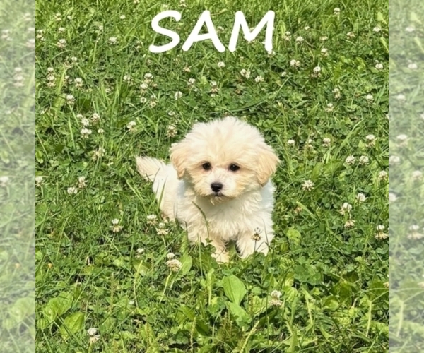 Medium Photo #2 Shih-Poo Puppy For Sale in HARTLAND, MN, USA