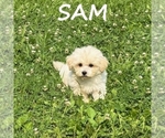 Small #1 Shih-Poo