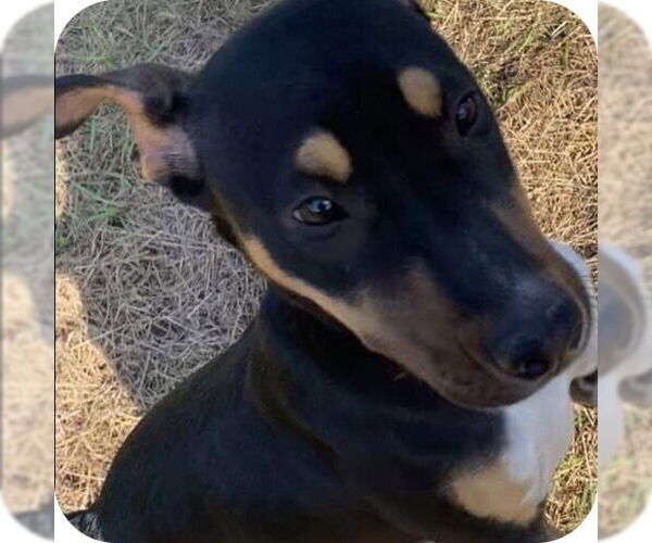 Medium Photo #11 Catahoula Leopard Dog-Mountain Cur Mix Puppy For Sale in Ridgefield, CT, USA