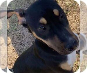 Nova - Female Catahoula Leopard Dog-Mountain Cur Mix Dog for Adoption - Photo #11