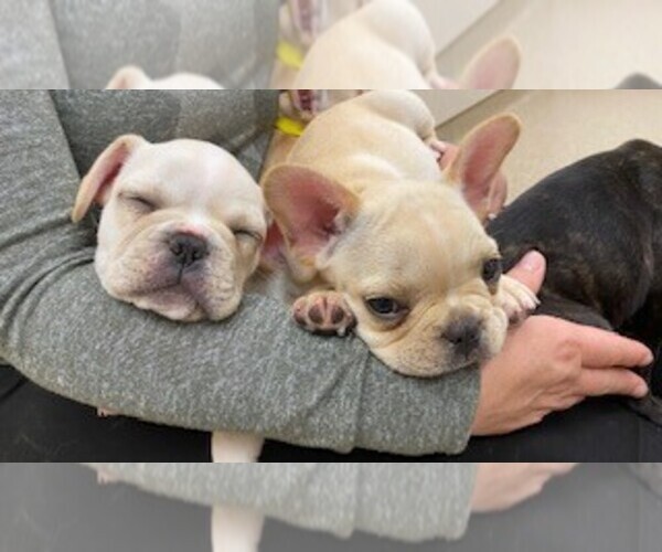 Medium Photo #15 French Bulldog Puppy For Sale in PARAGON, IN, USA
