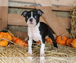 Small Photo #2 Boston Terrier Puppy For Sale in SHILOH, OH, USA