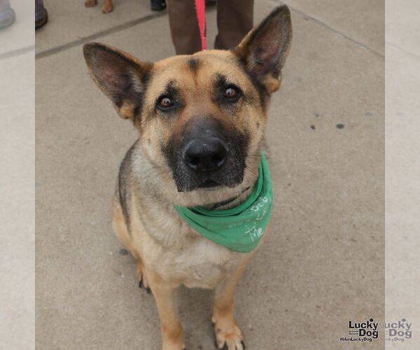 Medium Photo #2 Mutt Puppy For Sale in Washington, DC, USA