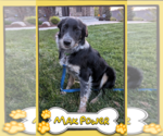 Small #3 Border Collie Mix