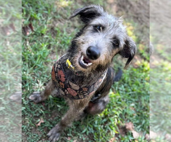 Medium Photo #4 Mutt Puppy For Sale in Conway, AR, USA