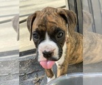 Puppy Irish Boxer