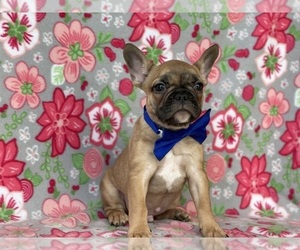 French Bulldog Puppy for sale in LANCASTER, PA, USA