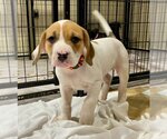 Small Photo #1 Boxer-Unknown Mix Puppy For Sale in Mechanicsburg, PA, USA