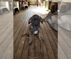 Mastiff Puppy for sale in DOVER, AR, USA