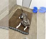 Small #18 American Bulldog