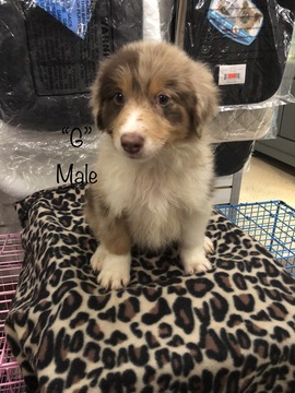 Medium Photo #7 Australian Shepherd Puppy For Sale in LAKE CITY, FL, USA