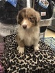 Small Photo #7 Australian Shepherd Puppy For Sale in LAKE CITY, FL, USA