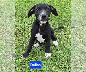 Labrador Retriever-Unknown Mix Dogs for adoption in Alexander, AR, USA